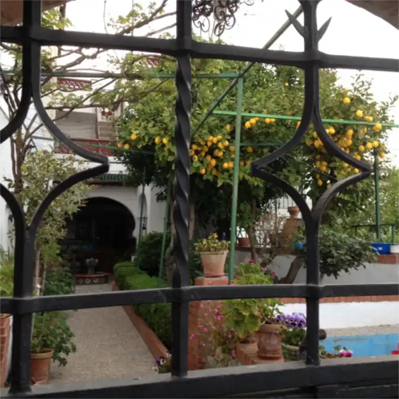 View of a traditional Spanish courtyard seen through a decorative wrought iron window grille, featuring abundant orange trees, green foliage, flowering plants in terracotta pots, and a white-washed building with a visible archway leading to a shaded porch.