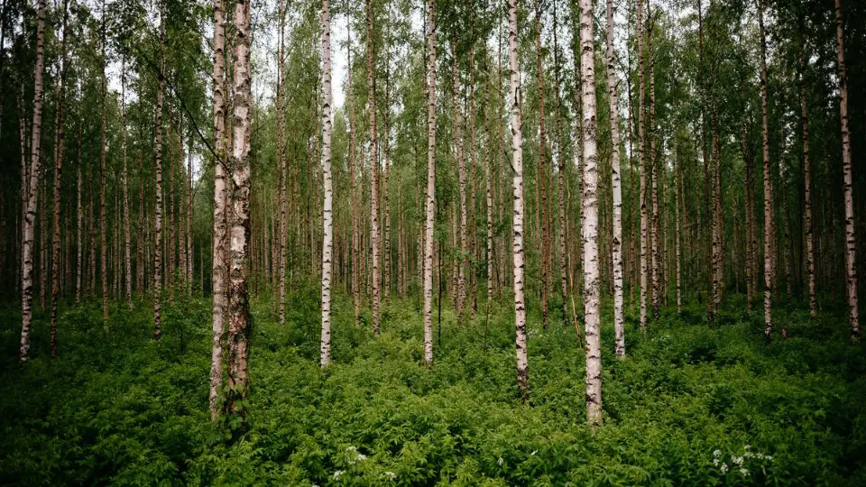 En tæt birkeskov med høje, slanke træstammer omgivet af en frodig, grøn bund af bregner og lav vegetation. Sollyset filtreres gennem løvet, hvilket skaber et blødt, naturligt lys.